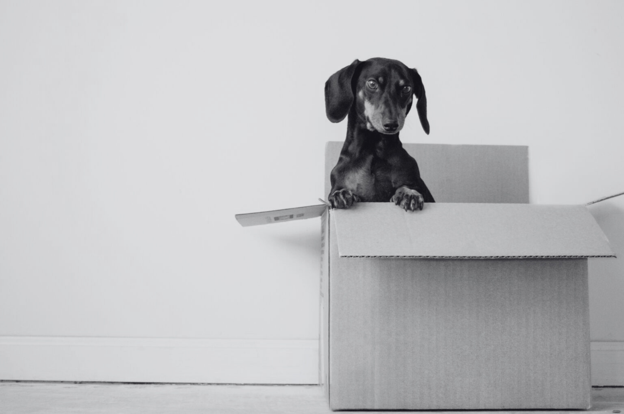 Pets, Break-Ups and Divorce in South Africa